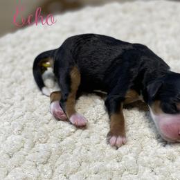 Echo - Tri-color female Bernedoodle puppy in Henry, Illinois from Rowe Farms Doodles
