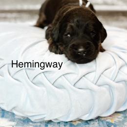 Hemingway - Phantom male Goldendoodle puppy in Pasco, Washington from Camp Doodle Woods