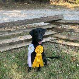 Labrador Retriever puppies from Cody Sullivan