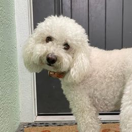 Marlee - Goldendoodle