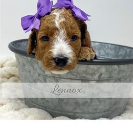 Lennox - Red  female Goldendoodle puppy in State Road, North Carolina from Must Love Doodles