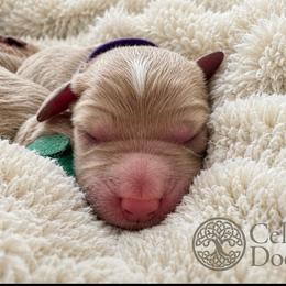 Care Bear - Apricot female Goldendoodle puppy in Rocky Point, North Carolina from CelticDoods