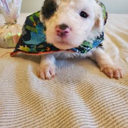 Pomeranian and Sheepadoodle Puppies from Fluffy Wonders Poms and Doodles