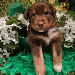 4 red tri male - Red tri-color female Miniature American Shepherd puppy in Placentia, California from Tru Cal Aussies