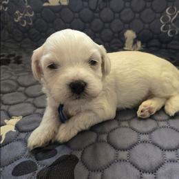 Marshmallow - White male Maltipoo puppy in Sahuarita, Arizona from Cowgirl's Legacy Maltipoos