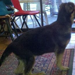 German Shepherd Puppies from Encore German Shepherds