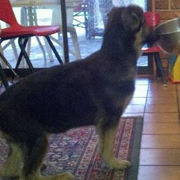 German Shepherd Puppies from Encore German Shepherds