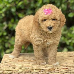 Solstice - Apricot Goldendoodle puppy in Santa Barbara, California from K+C Doodles