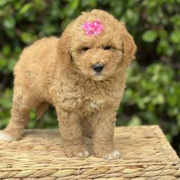 Solstice - Apricot Goldendoodle puppy in Santa Barbara, California from K+C Doodles