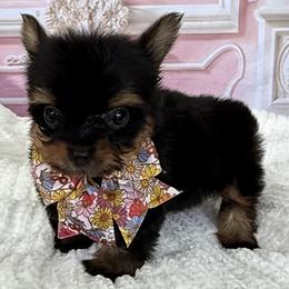 Cyrus 1 Lbs - Blue and gold female Yorkshire Terrier puppy in Cape Coral, Florida from Ruby the poodle