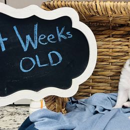 Shetland Sheepdog Puppies from Southern Charm Sheltie Farm