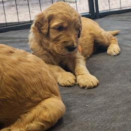 Drizzle - Apricot female Goldendoodle puppy in Lumberton, Texas from SETX Doodle Den LLC
