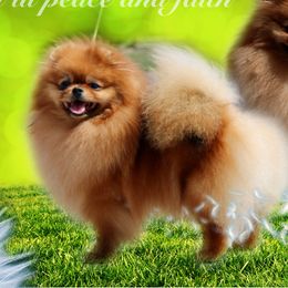 Champion Faith - Pomeranian