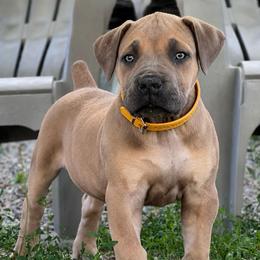 MIKASA - Fawn female Boerboel puppy in Pennsylvania from Cold River Boerboels