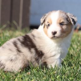 Klondike - Blue merle male Australian Shepherd puppy in Mount Sterling, Ohio from Northern Lights Working Dogs