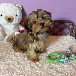 Beautiful Sable Female - Gold female Yorkshire Terrier puppy in Benson, Arizona from Happy Tails Yorkies