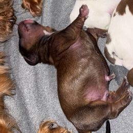 Sable - Sable male Dachshund puppy in Falcon, Missouri from K2D2 Farm