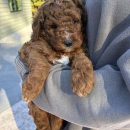 Xander - Apricot male Goldendoodle puppy in Berlin, Ohio from Doodle Babys
