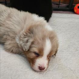 Jackson - Red merle male Australian Shepherd puppy in Athens, Tennessee from Mimi's Aussie