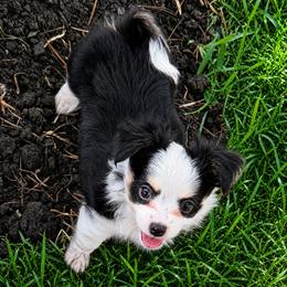 Tux - Black and white male Chihuahua puppy in Tyler, Texas from Fancy Pants Chihuahua’s