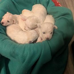 Bichon Frise Puppies from Jawoofski's Bichons
