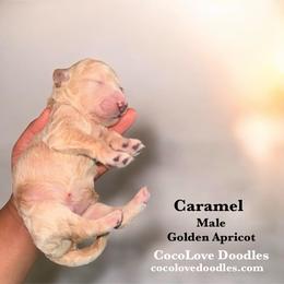 Caramel - Apricot male Goldendoodle puppy in Glendale, Arizona from CocoLove Doodles