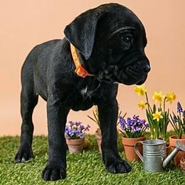 Girl 2 - Black brindle female Cane Corso puppy in Haslet, Texas from Trained To Go Corso Kennels (T.T.G. Corso Kennels)