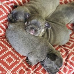 French Bulldog Puppies from Candice Thaggard