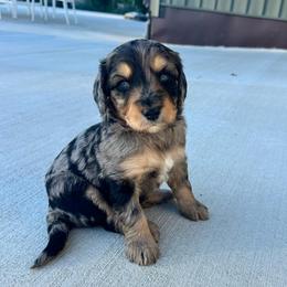 Casper - Blue merle male Aussiedoodle puppy in Berrien Spring, Michigan from Red Bud Beautiful Doodles