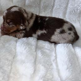 Kobe - Dapple male Dachshund puppy in San Diego, California from Enchantables
