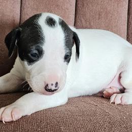 Pied boy - White and seal male Italian Greyhound puppy in Phillips, Maine from Maplewood Italian Greyhounds