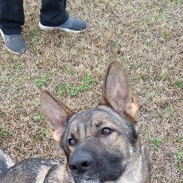 German Shepherd All Grown Up from Cerberus German Shepherds