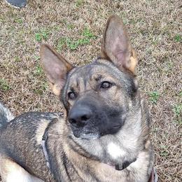 German Shepherd All Grown Up from Cerberus German Shepherds