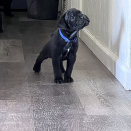 Cane Corso Puppies from Ragnarok kennels
