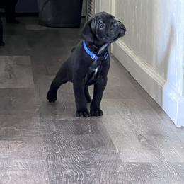 Cane Corso Puppies from Ragnarok kennels