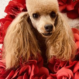 Jazz - Poodle
