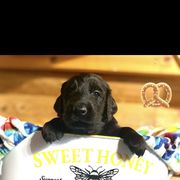 Pretzel - Black female Flat-Coated Retriever puppy in Park Rapids, Minnesota from Catori
