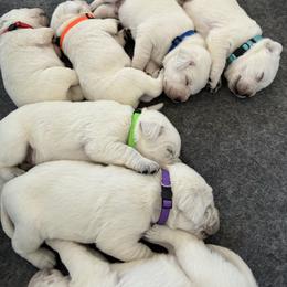 Number 4 Pick - Yellow male Labrador Retriever puppy in Santa Clarita, California from Five Star Labradors