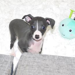 Tiffany Male 1 - Blue male Italian Greyhound puppy in Sparta Tn And Caryville Fl, Tennessee from Summerwind Kennel