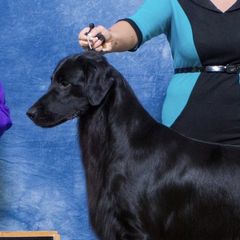Flat-Coated Retrievers from Tailwynd Retrievers