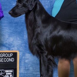 Flat-Coated Retrievers from Tailwynd Retrievers