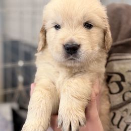Admiral - Light golden male Golden Retriever puppy in Warrenton, Virginia from Four Lochs LLC