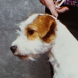 Winnie - Russell Terrier