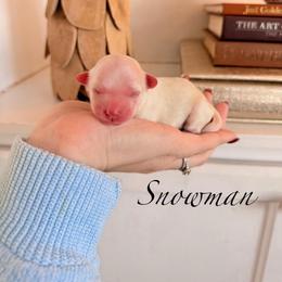 Snowman - White male Maltipoo puppy in Wendell, North Carolina from Teddys Teddy Bears