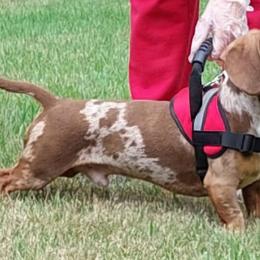Scrappy - Dachshund