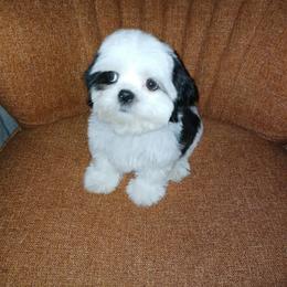 CKC Meadow - Black and white female Shih Tzu puppy in Jacksonville, North Carolina from Charming Southern Shih Tzu