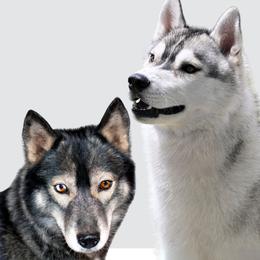 Siberian Husky puppies from Thistle Hill Siberians