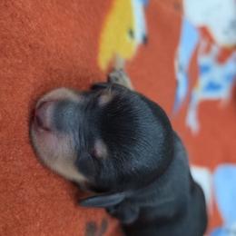 Black and tan boy - Black and tan male Dachshund puppy in West Plains, Missouri from Spring Creek Dachshunds