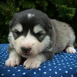 Roscoe - Seal and white female Alaskan Malamute puppy in Michigan from Warrior’s Legacy Alaskan Malamutes