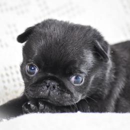 Bogart - Black male Pug puppy in Caldwell, Ohio from Folklore Kennel